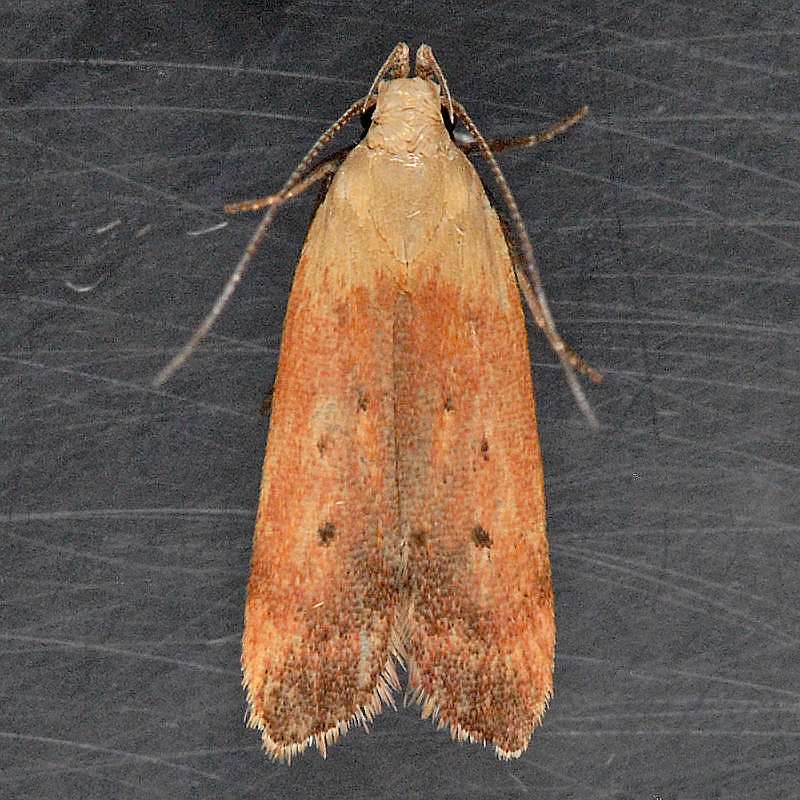 2236 Anacampsis fullonella