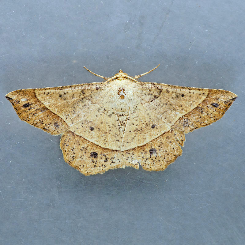 6737 Mottled Euchlaena Moth - Euchlaena tigrinaria