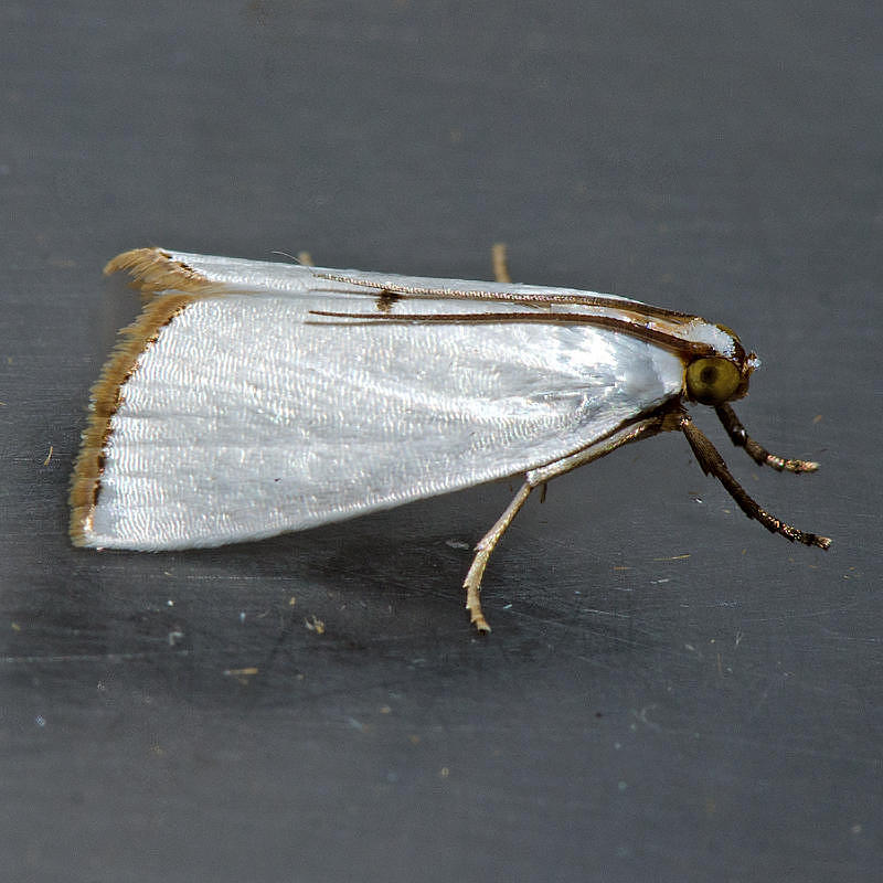 5464 Snowy Urola - Urola nivalis