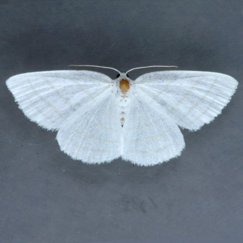 6680 Four-lined Cabera Moth - Cabera quadrifasciaria