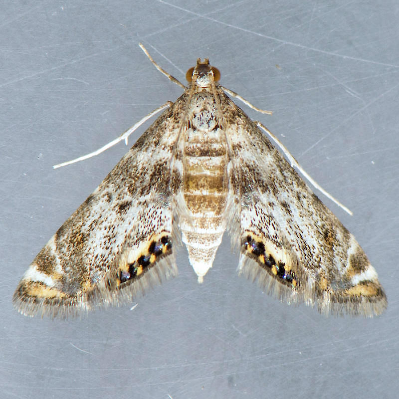 4776 Petrophila hodgesi