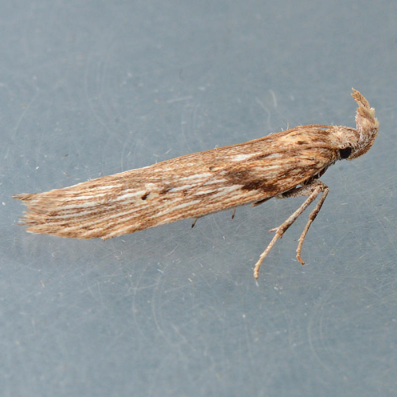 2207.5 Metapleura potosi
