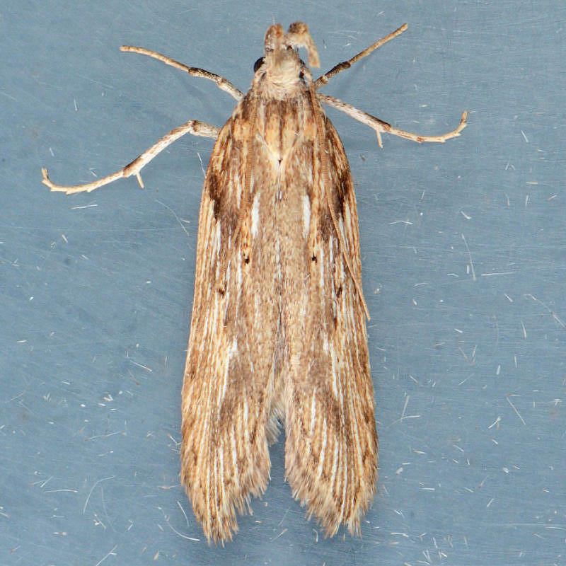 2207.5 Metapleura potosi