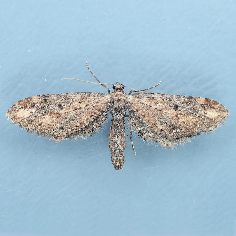 7587  Eupithecia subapicata