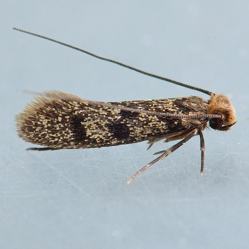 390 Household Casebearer  Phereoeca uterella 