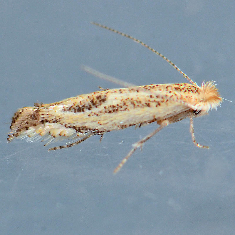 576  Bucculatrix ceanothiella
