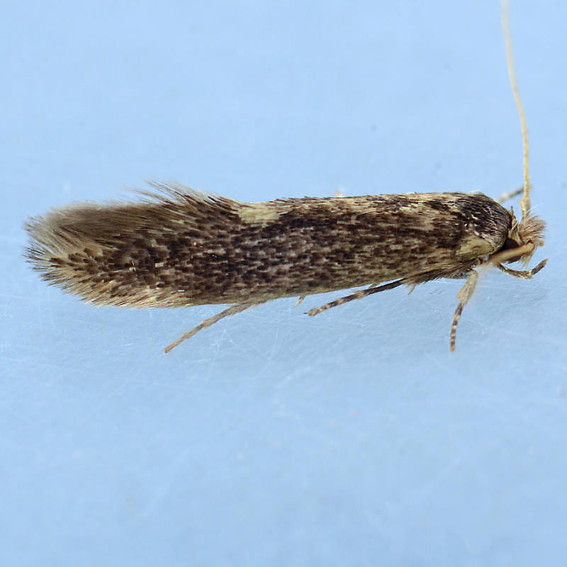 433 Opogona omoscopa
