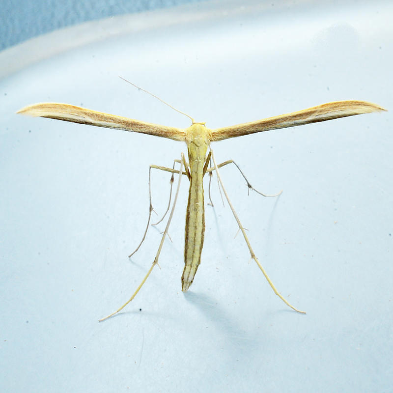 6211 Coyote Brush Moth -  Hellinsia grandis