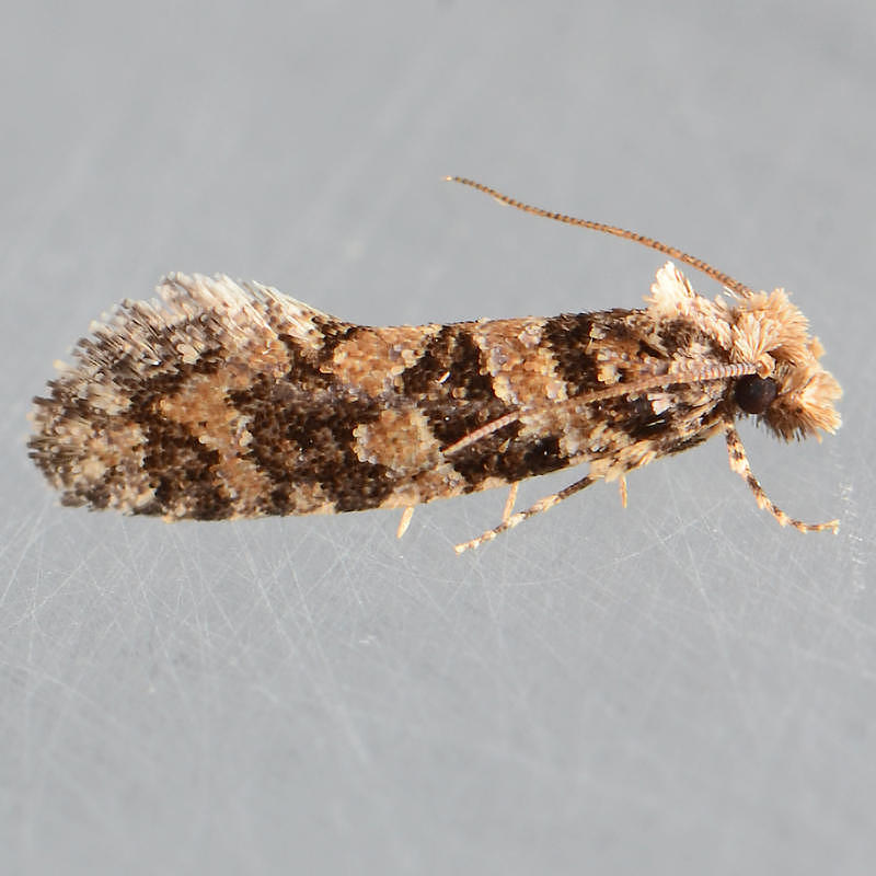 336  Amydria obliquella