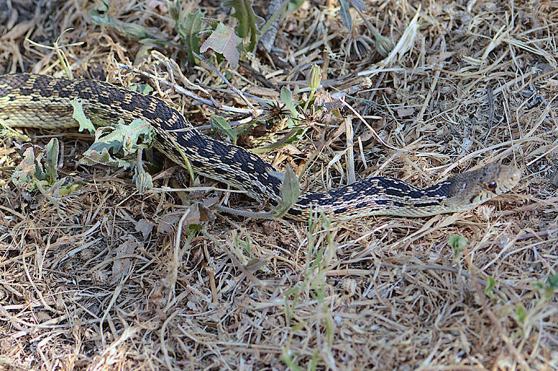 San Diego Gopher Snake 