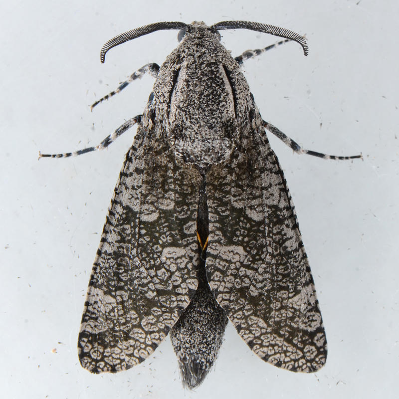 2693 Carpenterworm Moth - Prionoxystus robiniae