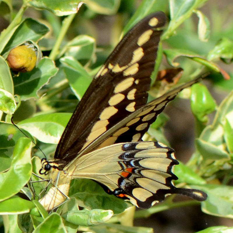 4170.1 Western Giant Swallowtail - Papilio rumiko