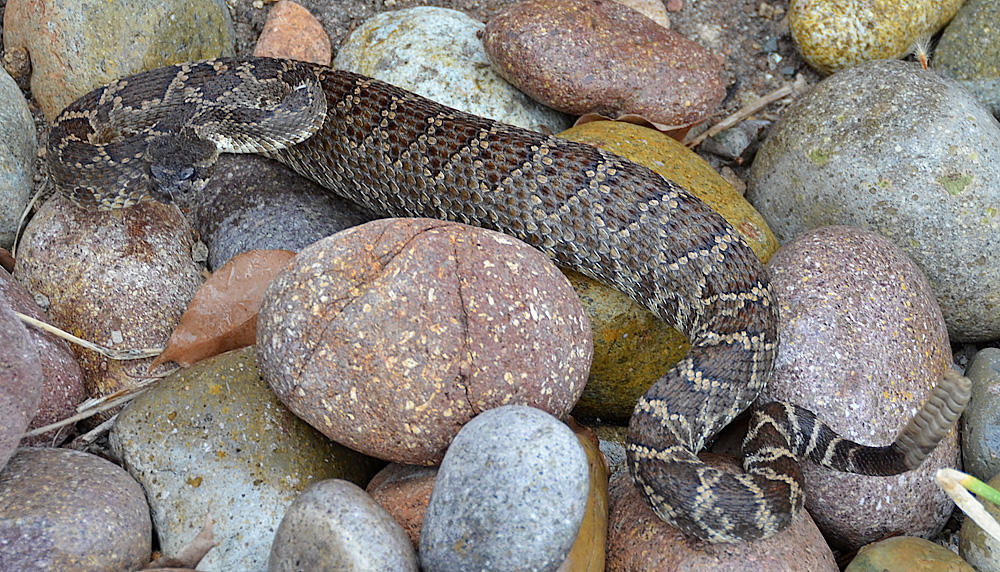 Southern Pacific Rattlesnake