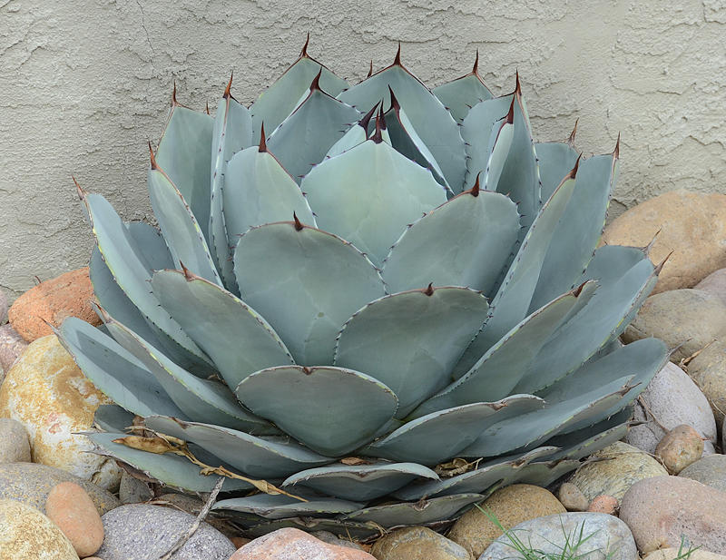 Artichoke Agave - Agave parryi truncata 