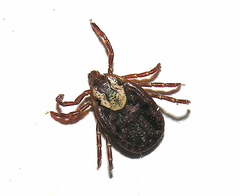 American Dog Tick female