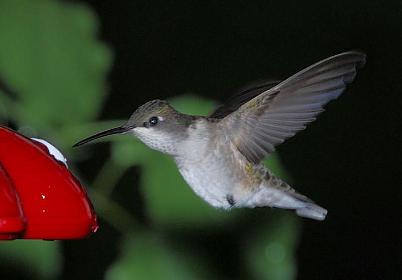 Hummingbird female