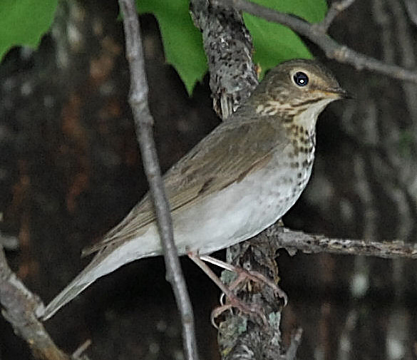 Swainsons Thrush - Olive-backed