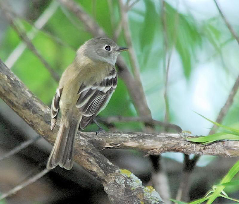 Least Flycatcher