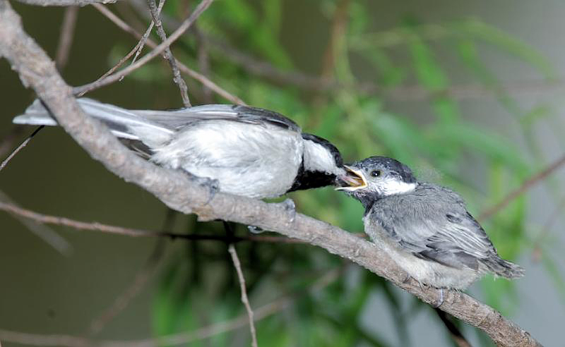 Carolina Chickadees