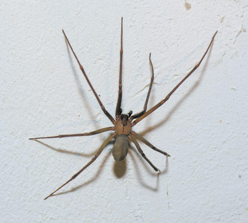 Brown Recluse spider - Venomous!