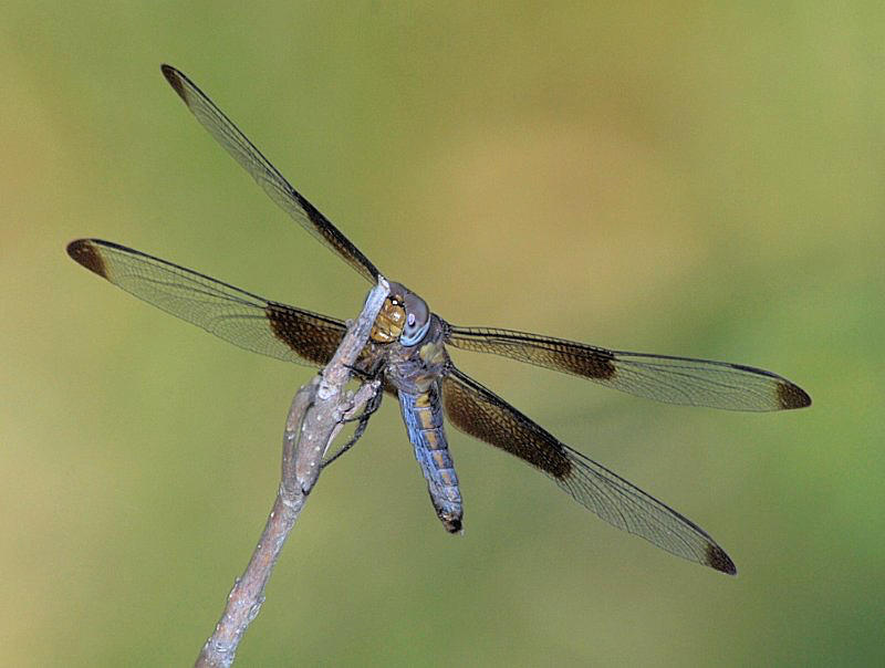 Female