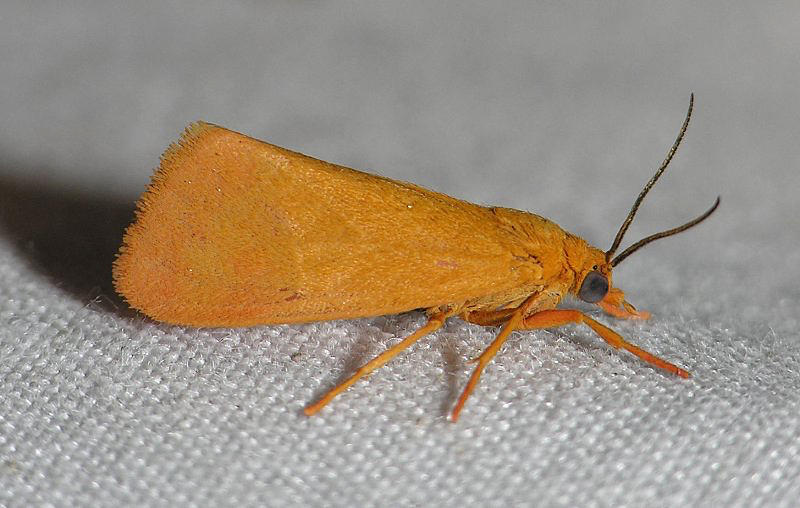 8121 Orange Holomelina - Holomelina aurantiaca