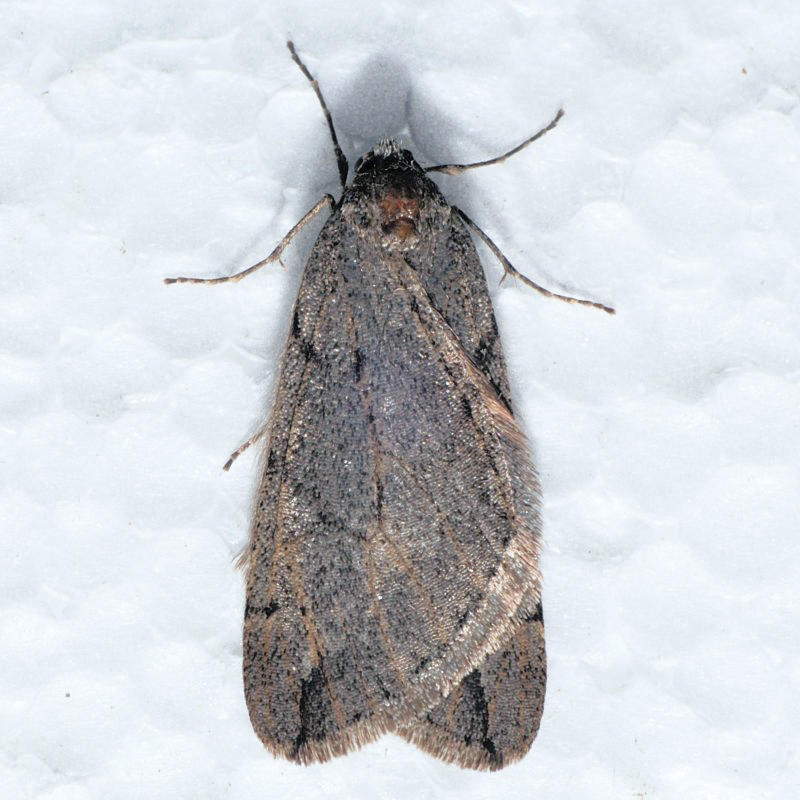 6662  Spring Cankerworm - Paleacrita vernata