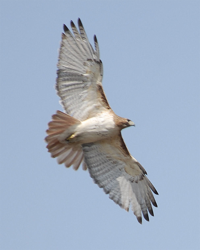 Red-tailed Hawk