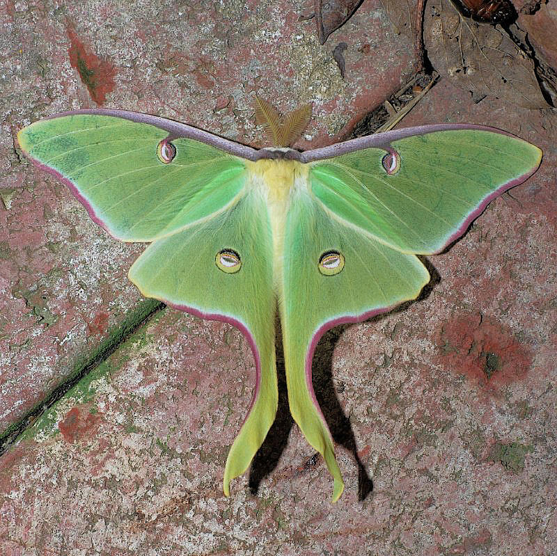 7758 Luna - Actias luna