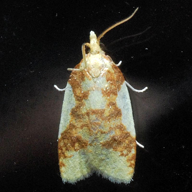 3701 Sparganothis Moth - Sparganothis pulcherrimana