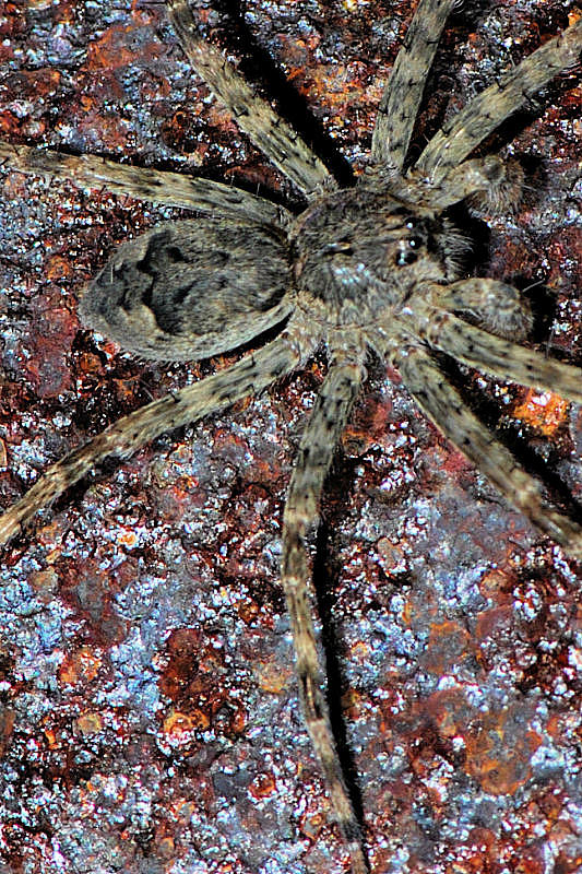Dark Fishing Spider - Dolomedes tenebrosus