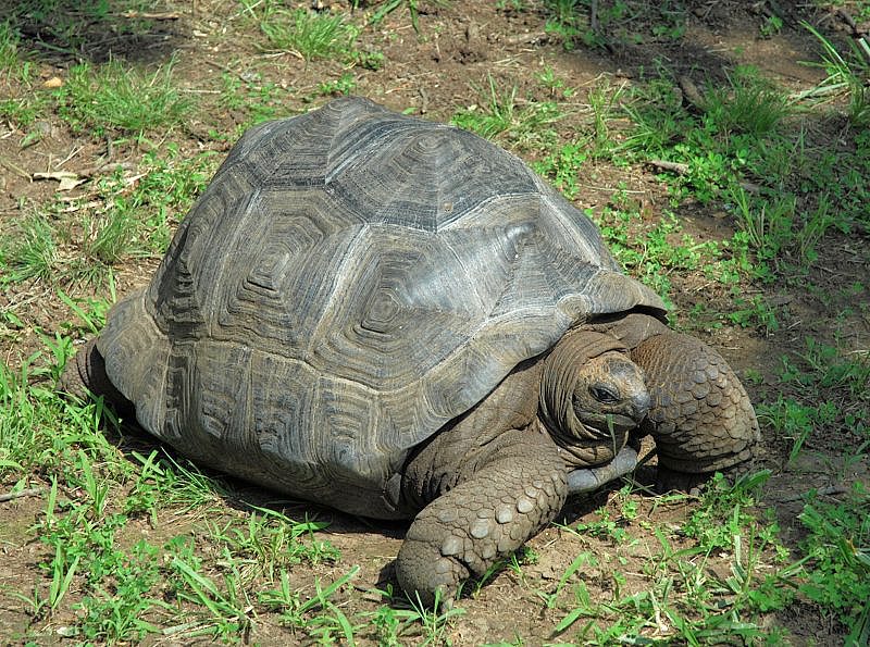 Large Turtle