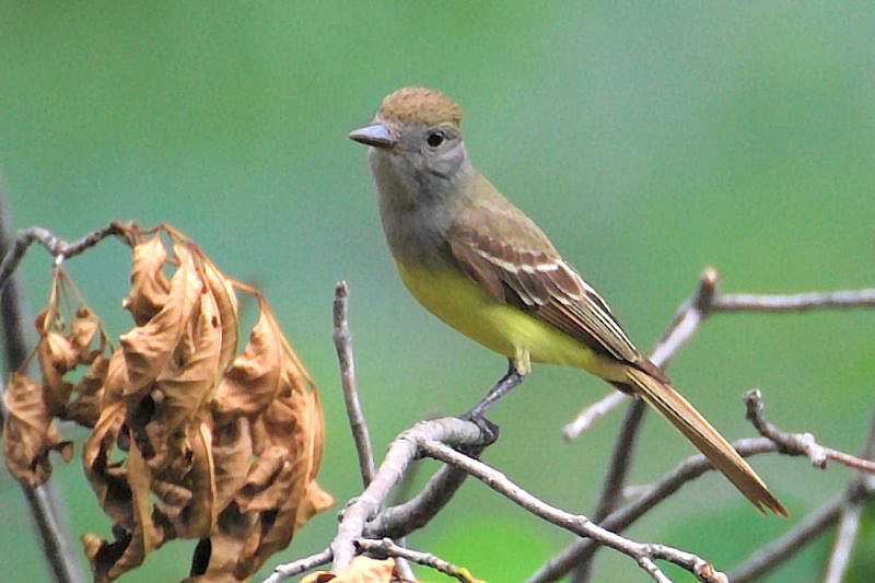 Great Crested Flycatcher 3