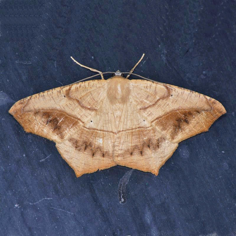 6982 Large Maple Spanworm - Prochoerodes lineola