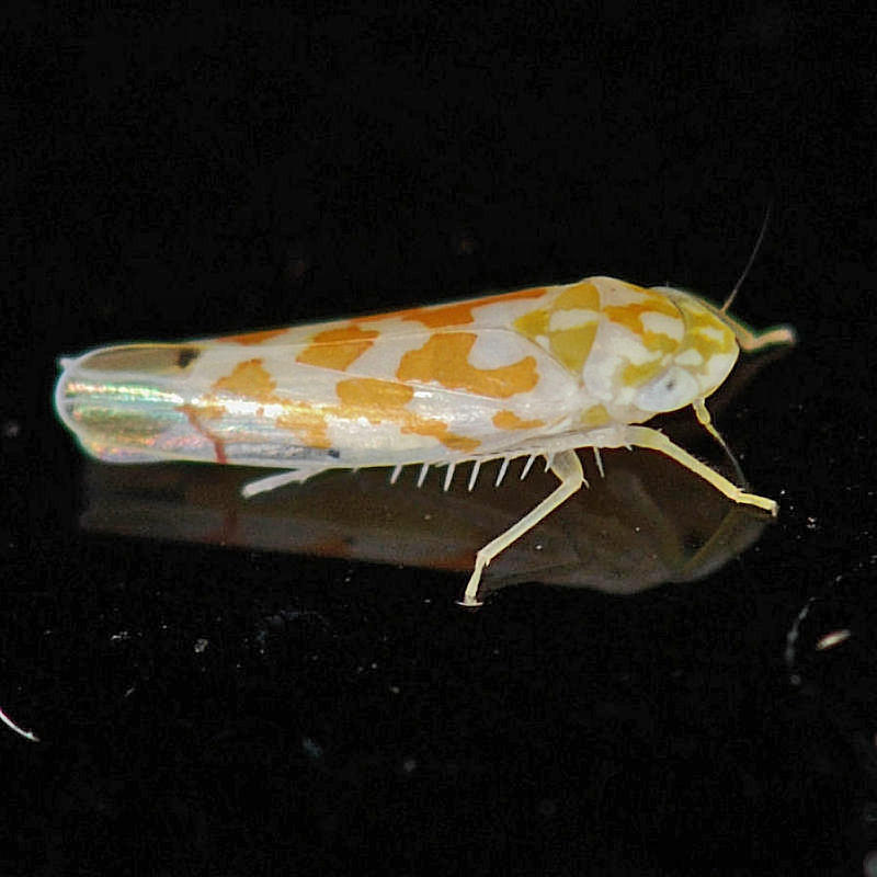 Erythroneura species