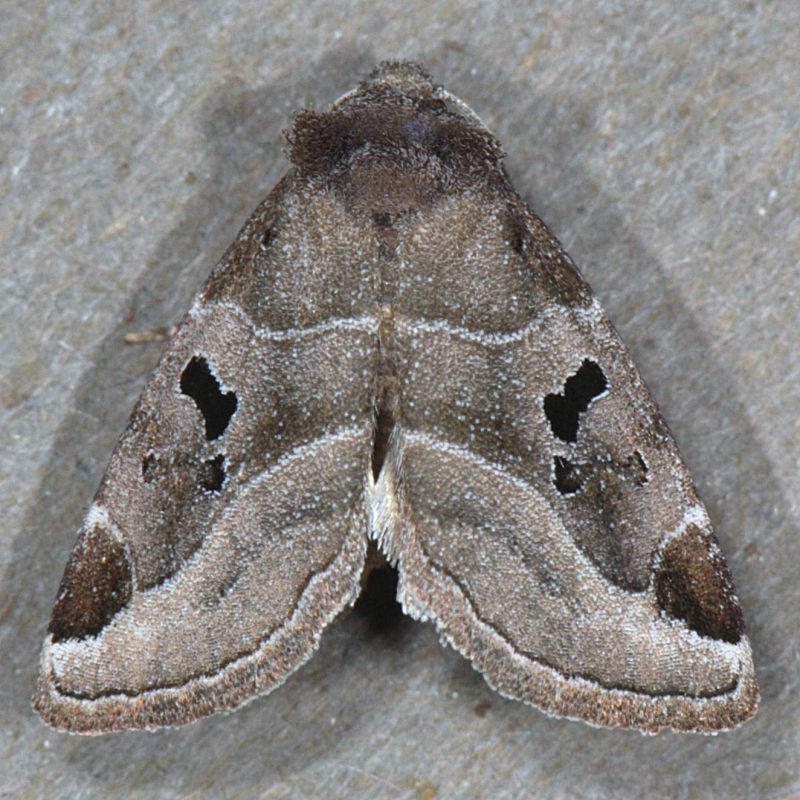 9754 Black-barred Brown - Plagiomimicus pityochromus