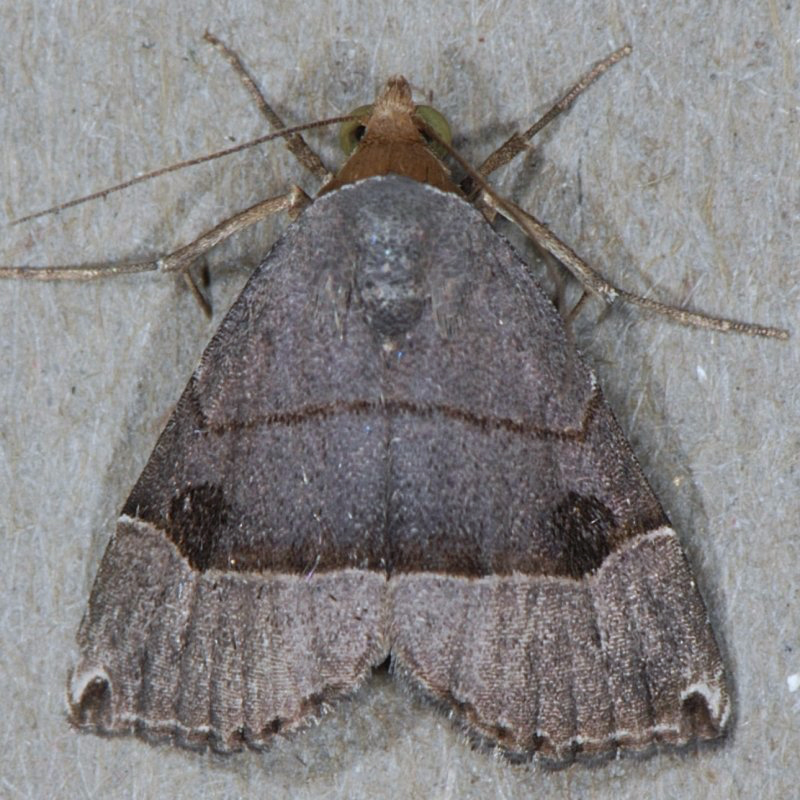 8489  Ommatochila Moth - Ommatochila mundula