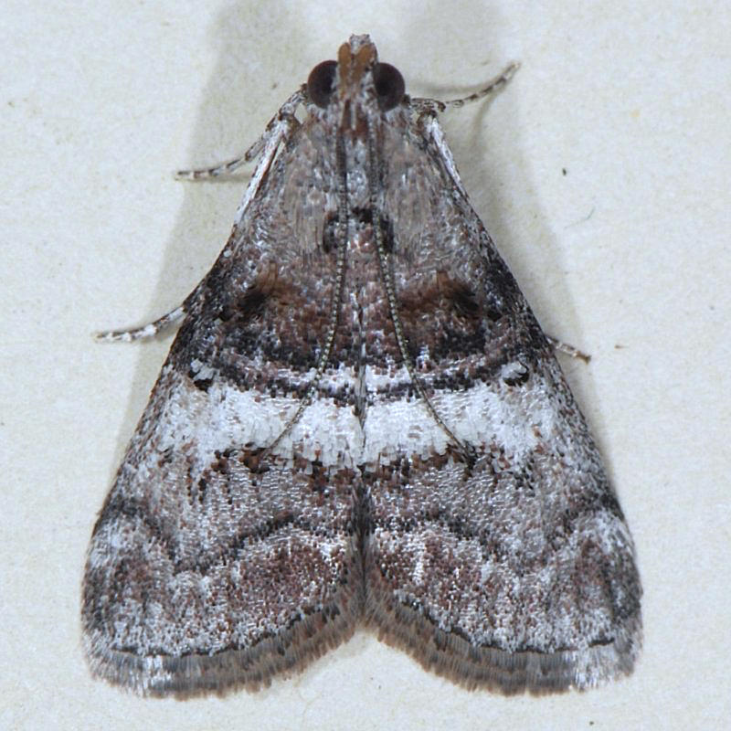  5597  Black-letter Pococera Moth - Pococera melanogrammos ??