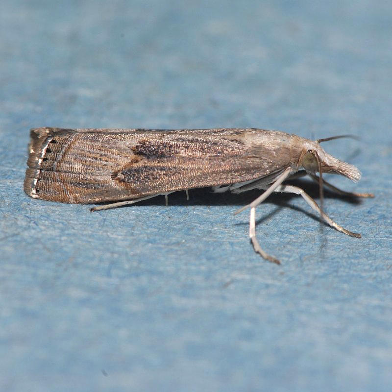 5451 Bluegrass Webworm - Parapediasia teterrellus