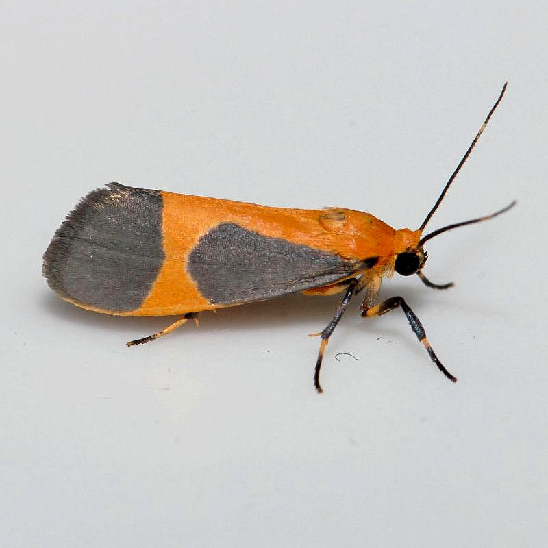 8061 Kentucky Lichen Moth - Cisthene kentuckiensis