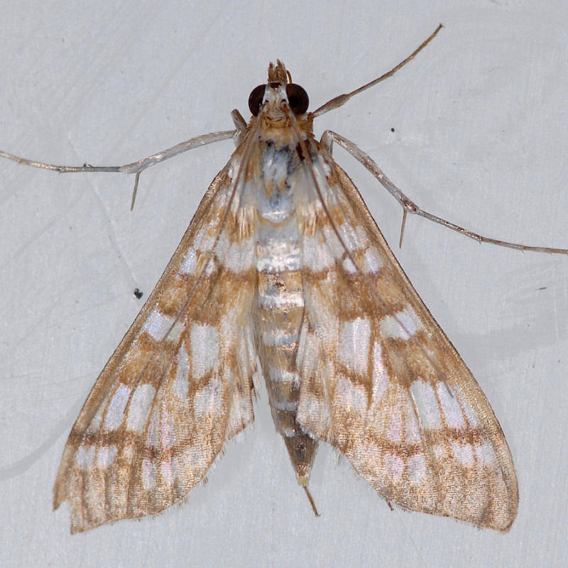 5146  Forsyths Epipagis - Epipagis forsythae