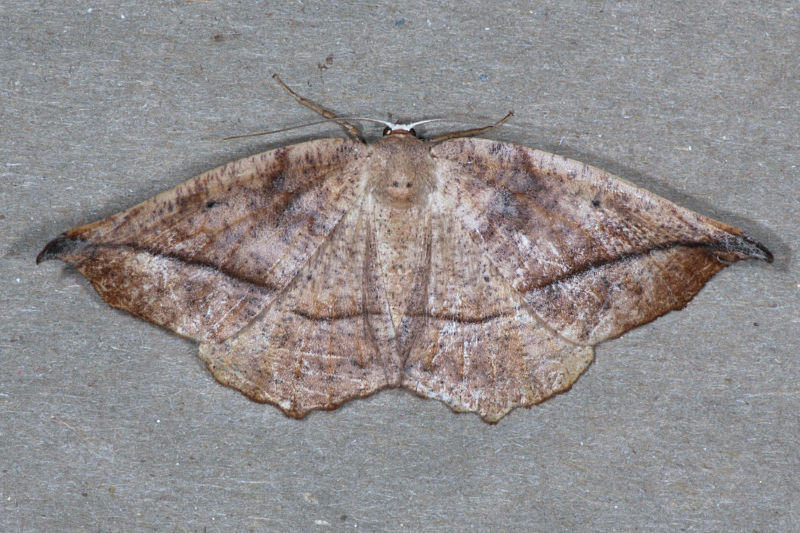 6966 Curved-toothed Geometer - Eutrapela clemataria