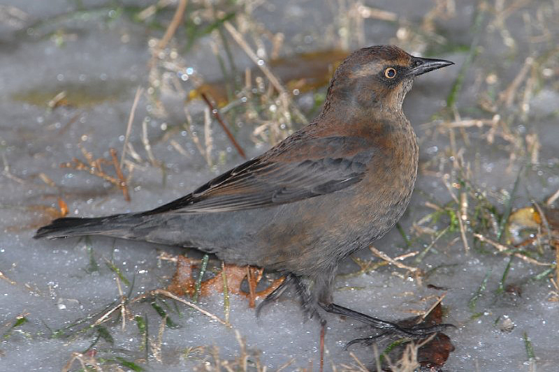 Rusty Blackbird