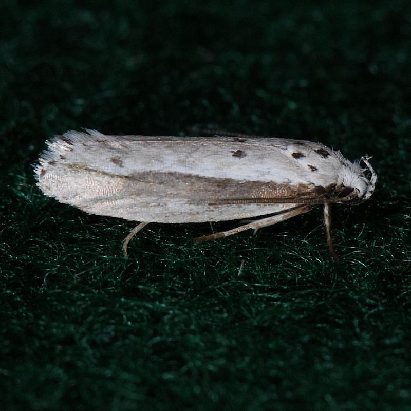 1002 Ethmia mirusella