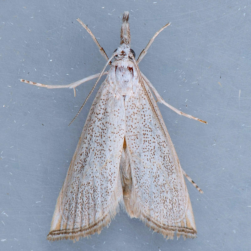 5491 Haimbachia diminutalis