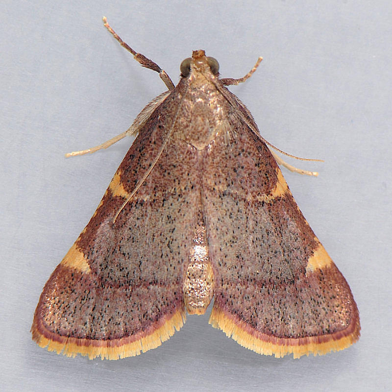 5533 Yellow-fringed Dolichomia - Dolichomia olinalis
