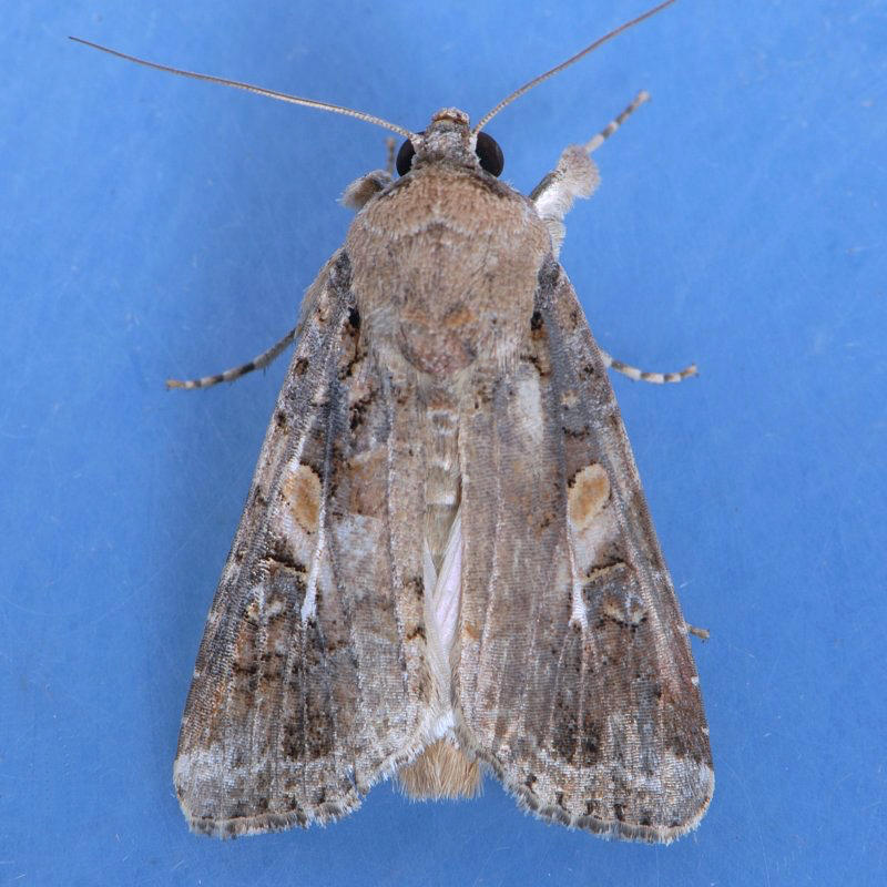 9666 Fall Armyworm Moth (male) - Spodoptera frugiperda