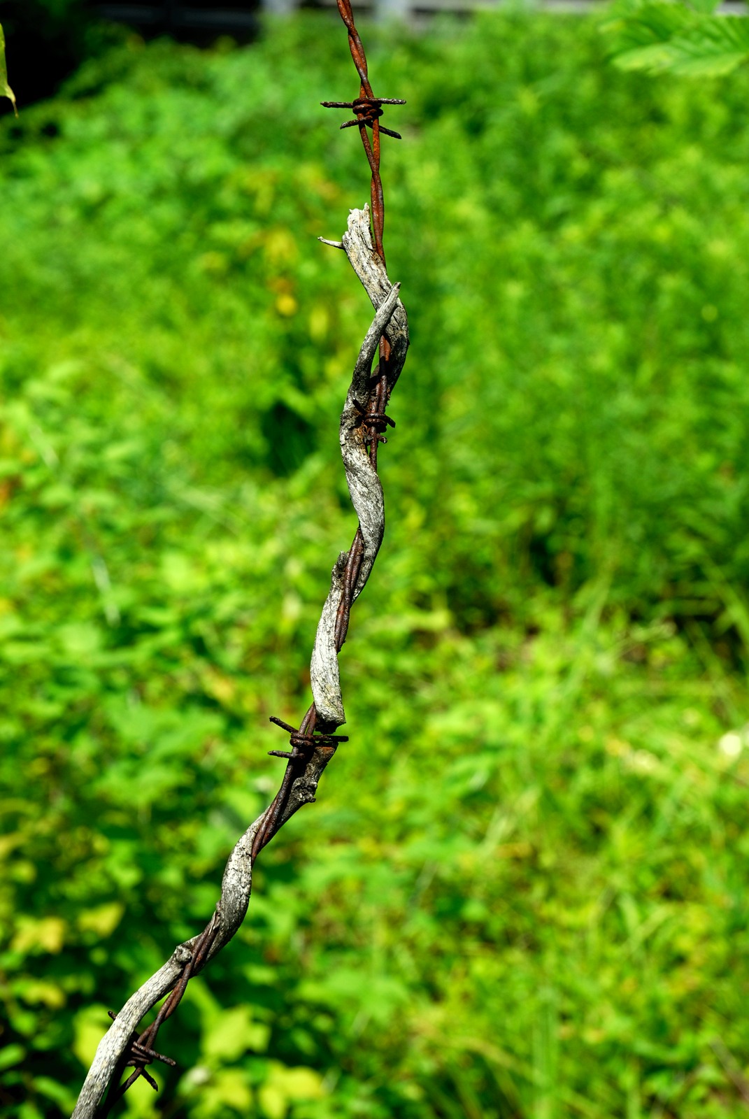 DSC_0459.jpg