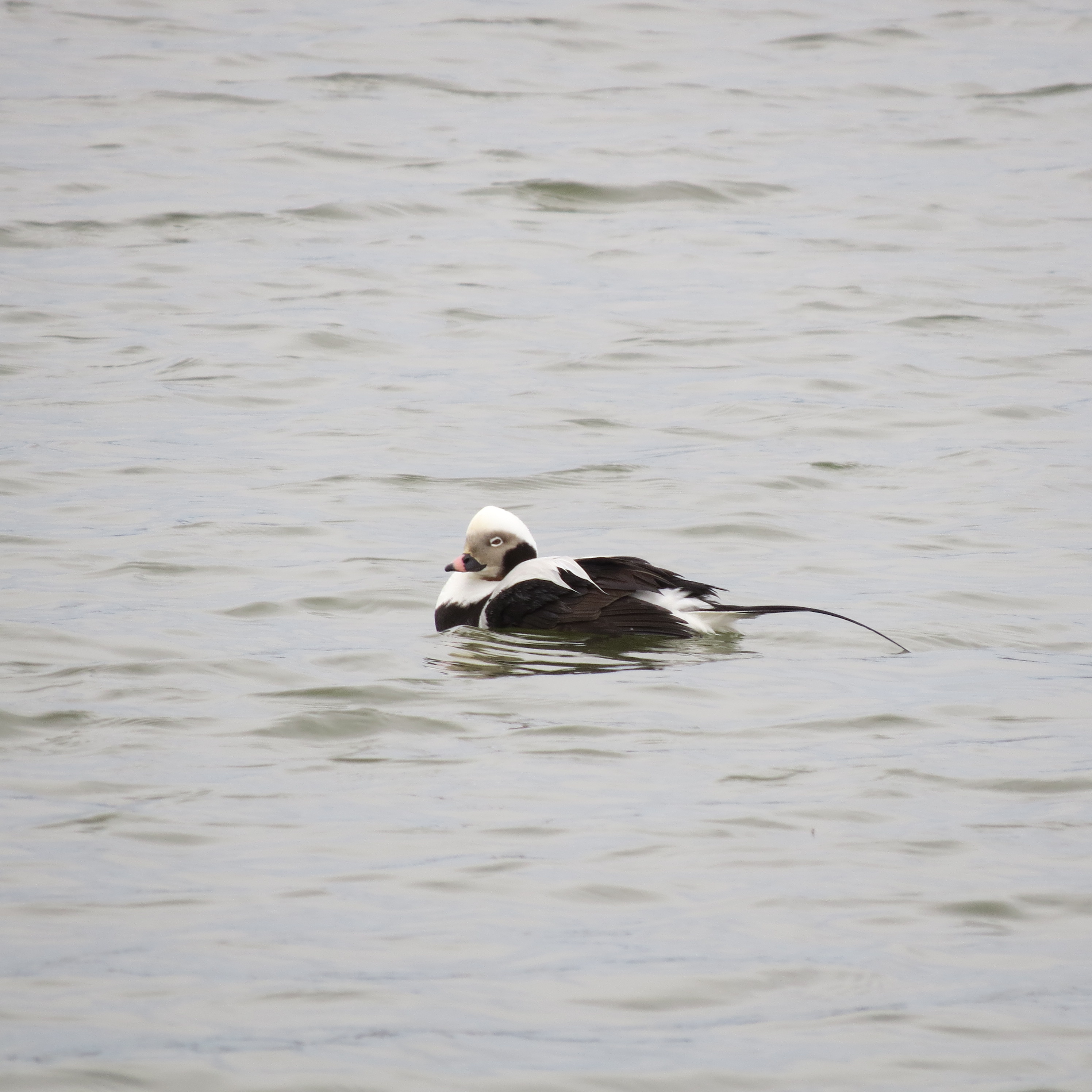 Long-tailed Duck