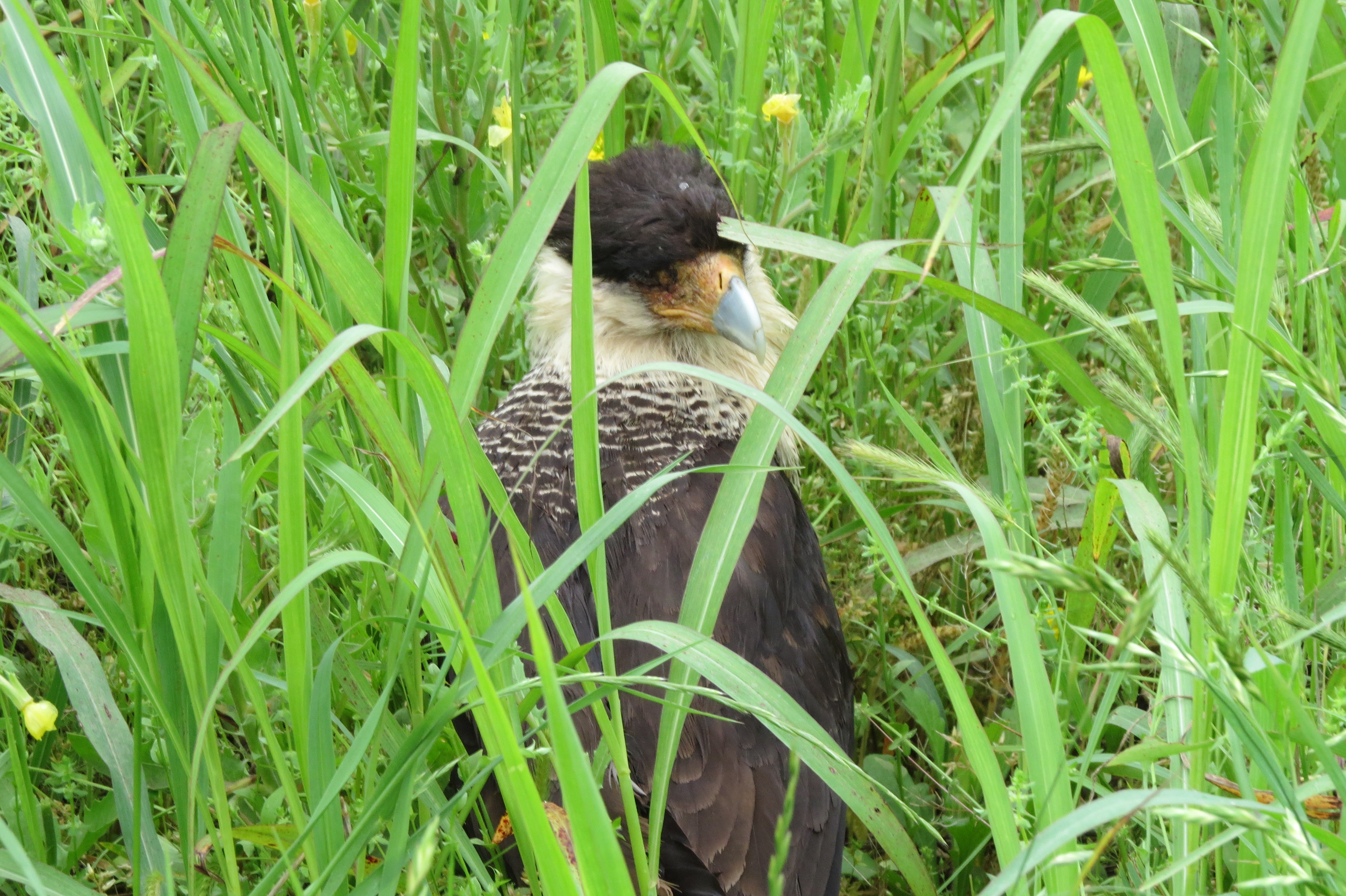 Crested Caracara